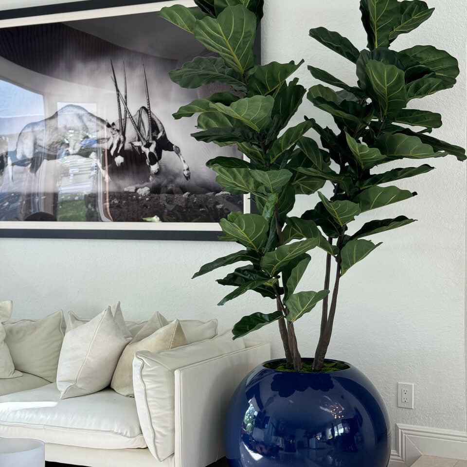 Fiddle Tree Blau Globe Pflanzgefäß