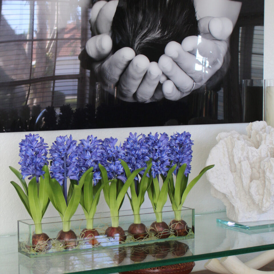 Blau Hyacinths Glas Plate Pflanzgefäß