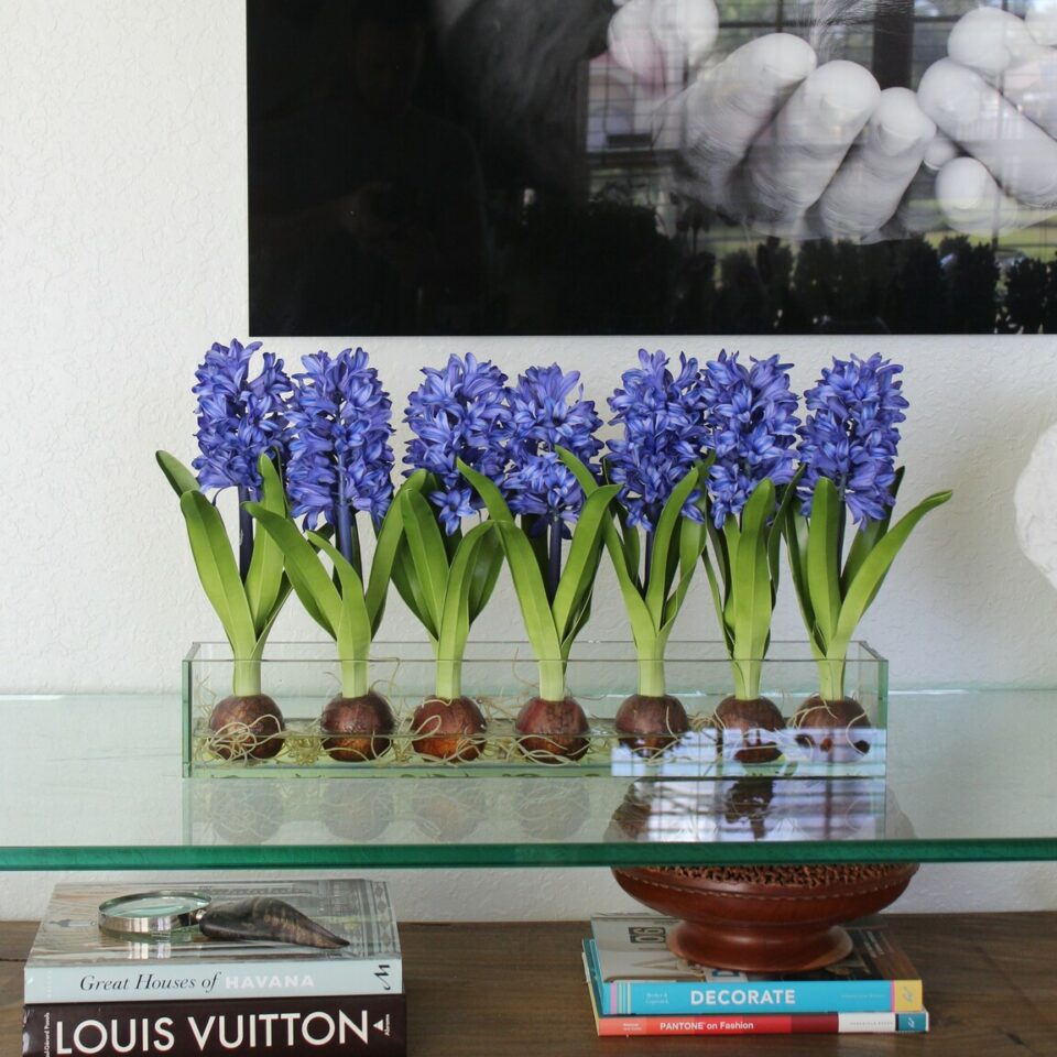 Blau Hyacinths Glas Plate Pflanzgefäß