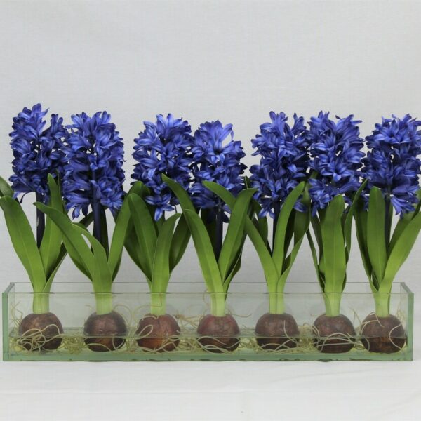 Blau Hyacinths Glas Plate Pflanzgefäß