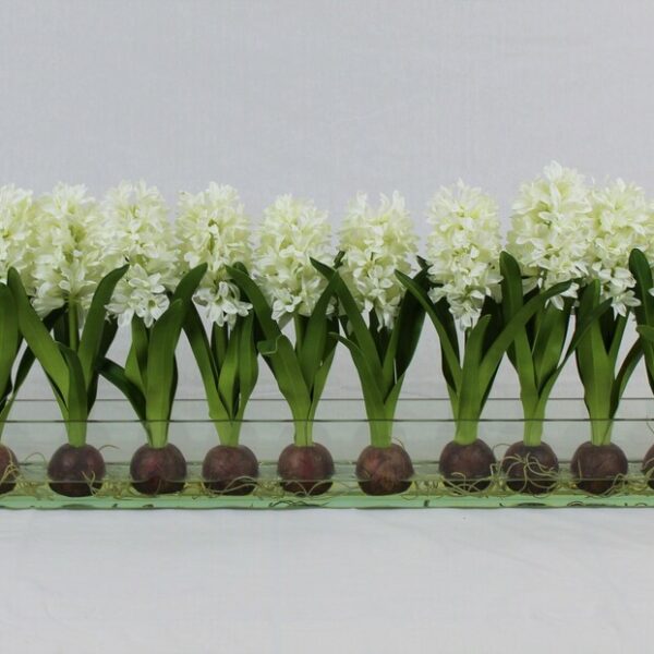 Weiß Hyacinths Glas Plate Pflanzgefäß