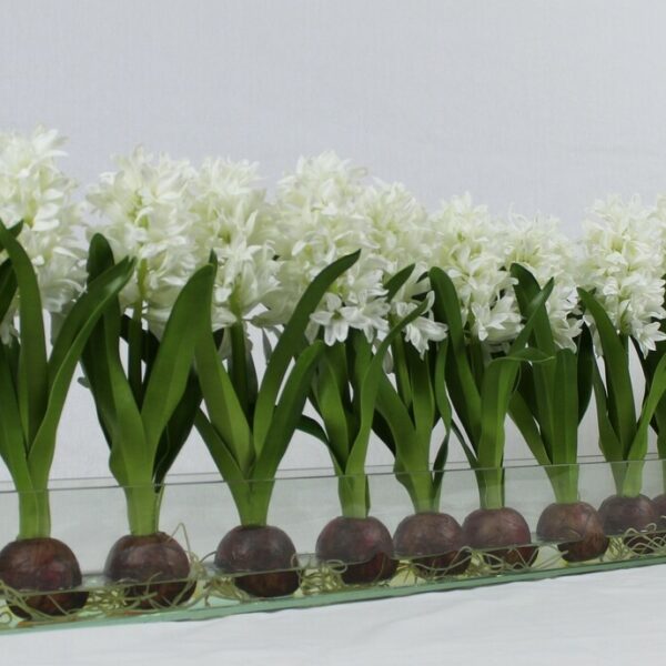 Weiß Hyacinths Glas Plate Pflanzgefäß