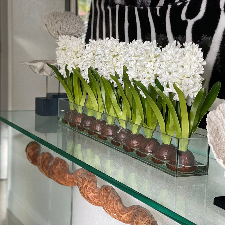 Weiß Hyacinths Glas Plate Pflanzgefäß