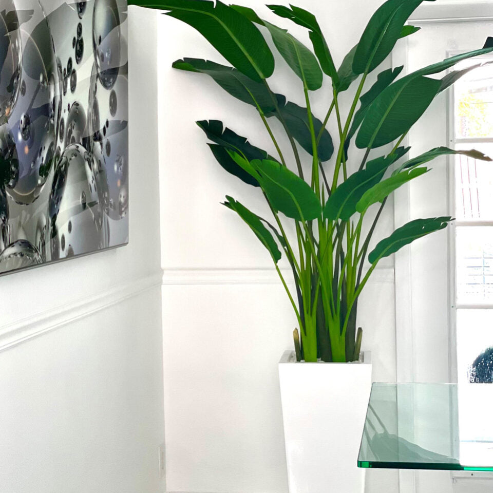Beau Pflanzgefäß Paradiesvogelblume
